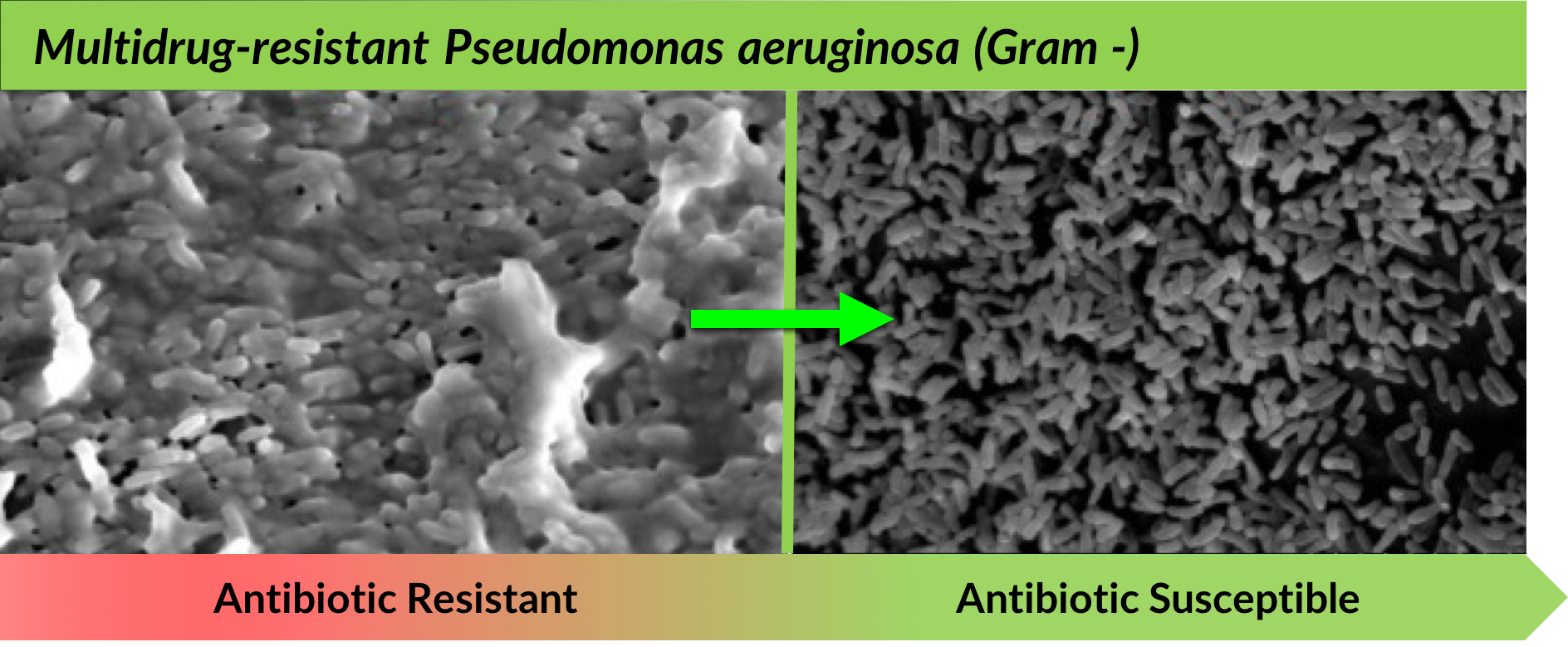 Biofilm Intro Tile